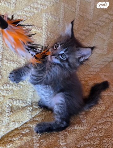 תמונת מודעה - חיות מחמד