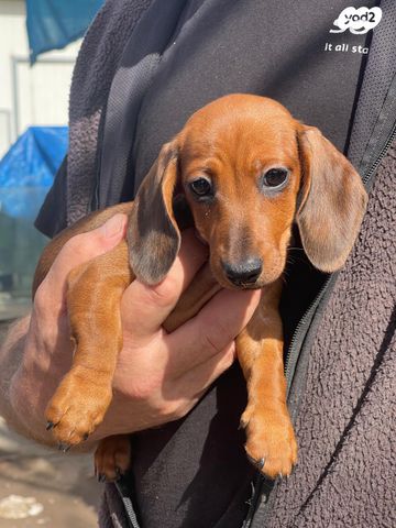 תמונת מודעה - חיות מחמד