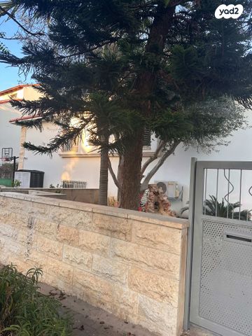 שאול זילברמן 20