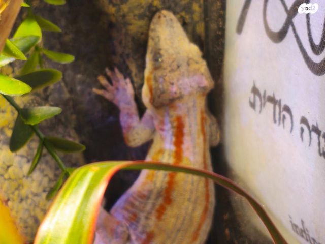 תמונת מודעה - חיות מחמד