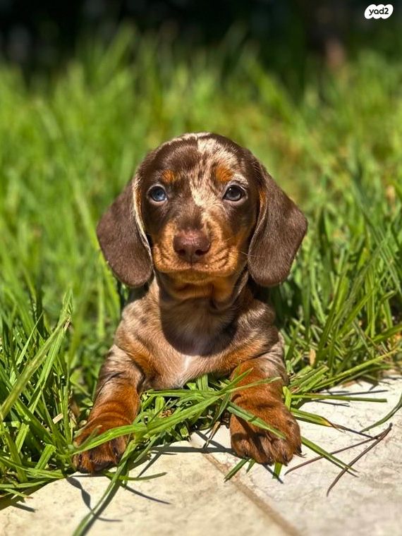 תמונת מודעה - חיות מחמד