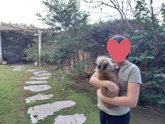 תמונת מודעה - חיות מחמד