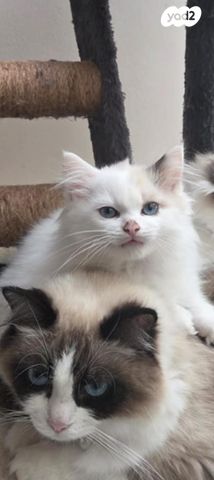 תמונת מודעה - חיות מחמד