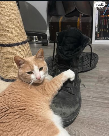 תמונת מודעה - חיות מחמד