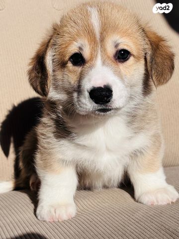 תמונת מודעה - חיות מחמד