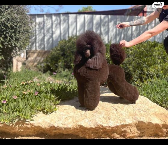 תמונת מודעה - חיות מחמד