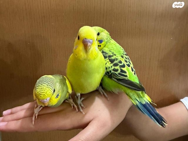 תמונת מודעה - חיות מחמד