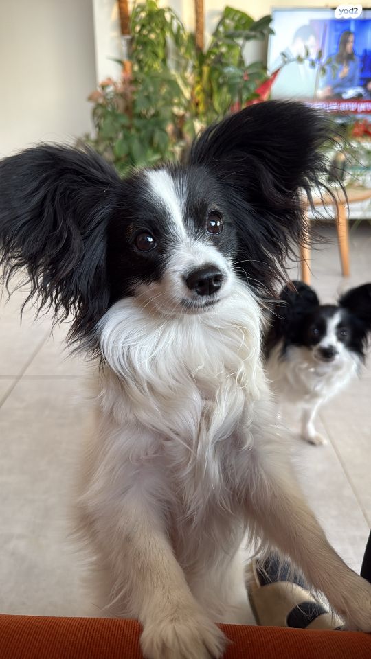 תמונת מודעה - חיות מחמד