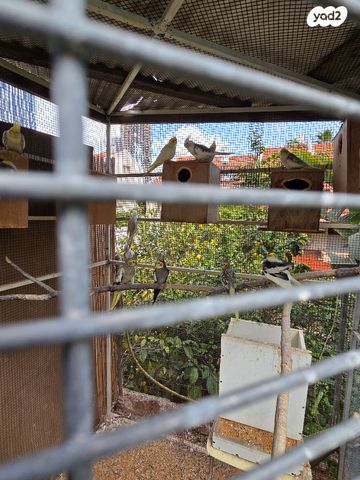 תמונת מודעה - חיות מחמד