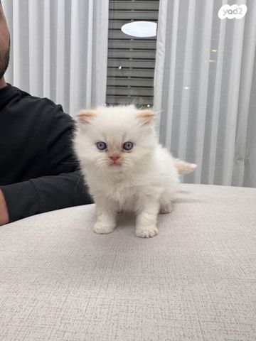 תמונת מודעה - חיות מחמד