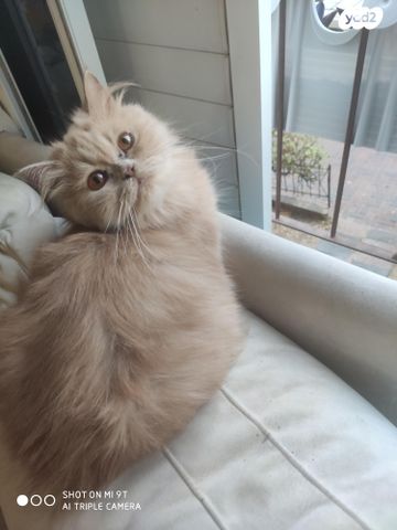 תמונת מודעה - חיות מחמד