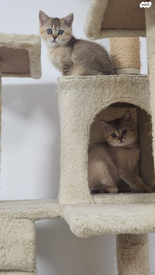 תמונת מודעה - חיות מחמד