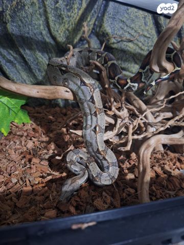 תמונת מודעה - חיות מחמד