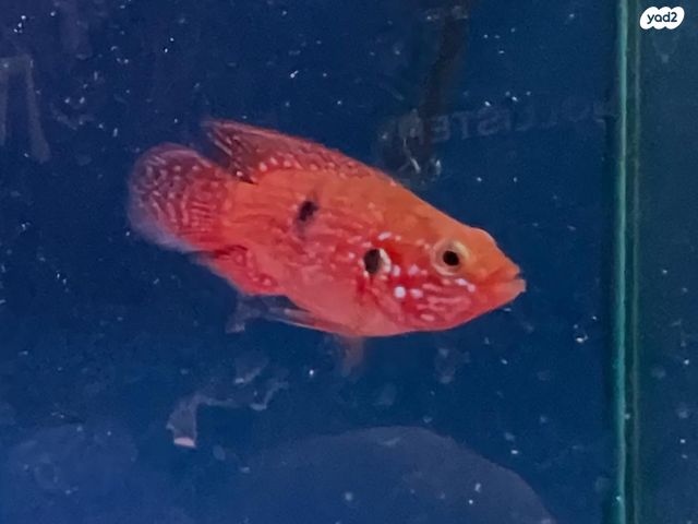 תמונת מודעה - חיות מחמד