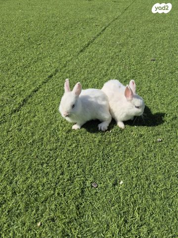 תמונת מודעה - חיות מחמד