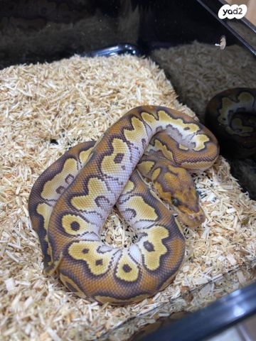 תמונת מודעה - חיות מחמד