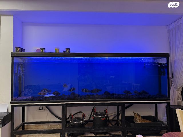 תמונת מודעה - חיות מחמד