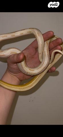 תמונת מודעה - חיות מחמד