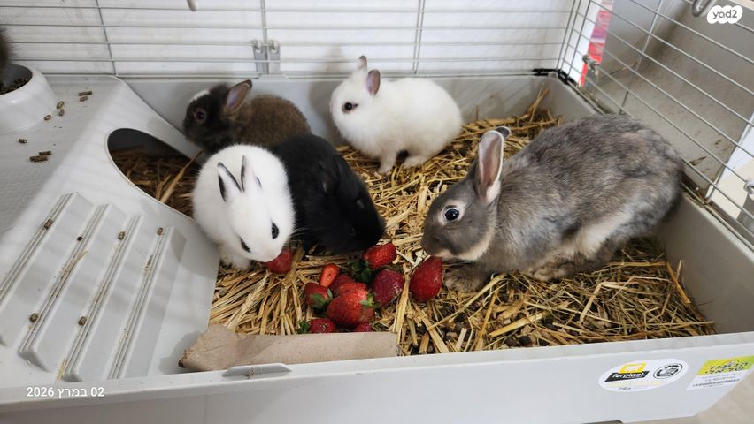 תמונת מודעה - חיות מחמד