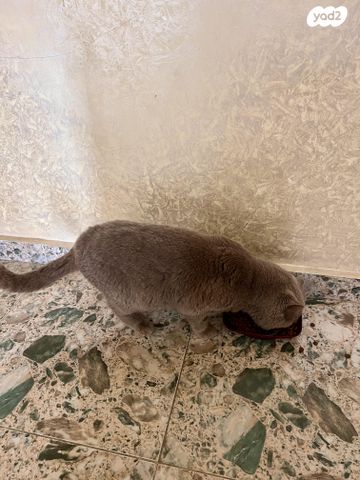 תמונת מודעה - חיות מחמד