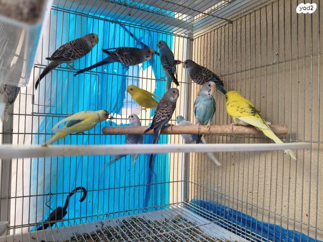 תמונת מודעה - חיות מחמד