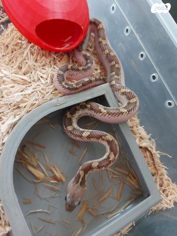 תמונת מודעה - חיות מחמד