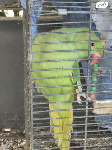 תמונת מודעה - חיות מחמד