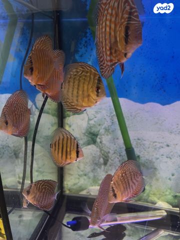 תמונת מודעה - חיות מחמד