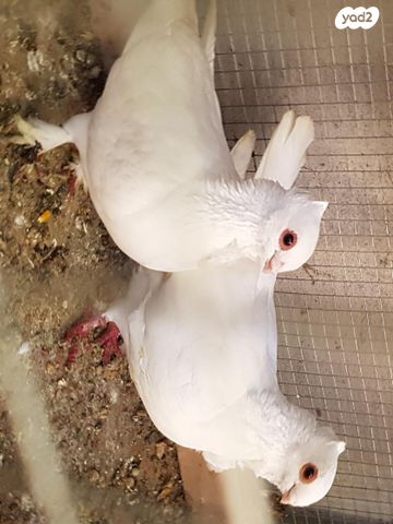 תמונת מודעה - חיות מחמד