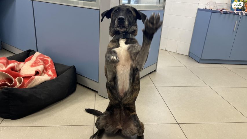 תמונת מודעה - חיות מחמד