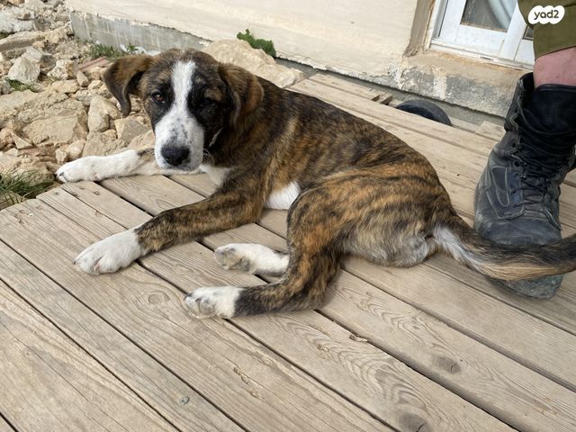 תמונת מודעה - חיות מחמד