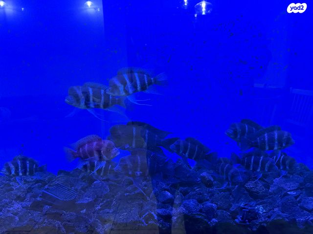 תמונת מודעה - חיות מחמד