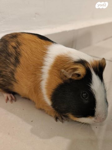 תמונת מודעה - חיות מחמד