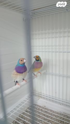 תמונת מודעה - חיות מחמד