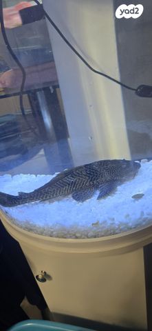 תמונת מודעה - חיות מחמד