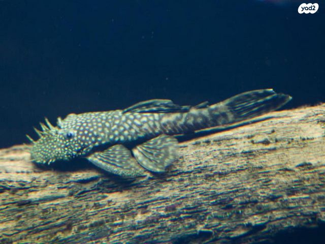 תמונת מודעה - חיות מחמד