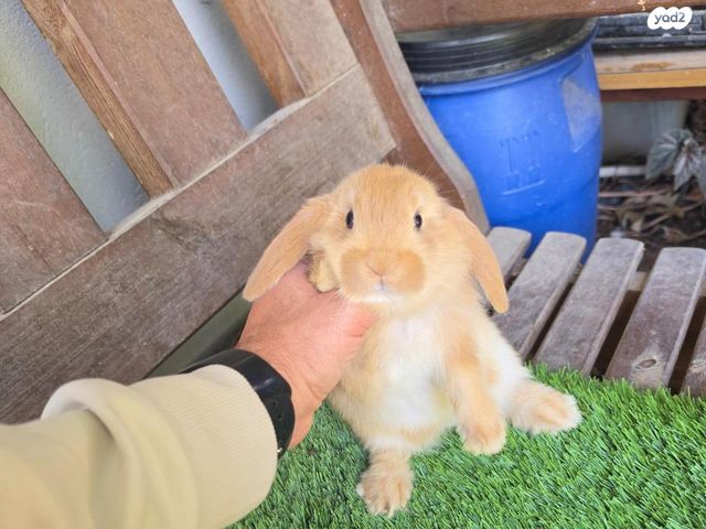 תמונת מודעה - חיות מחמד