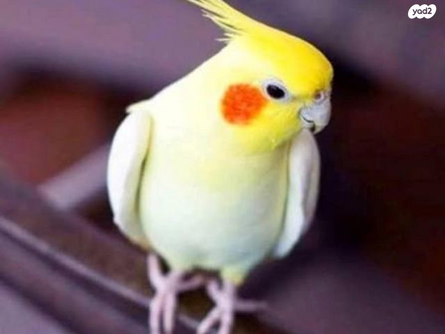 תמונת מודעה - חיות מחמד