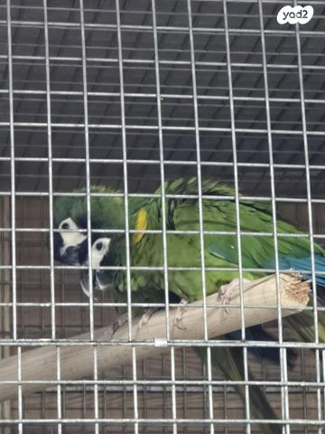 תמונת מודעה - חיות מחמד