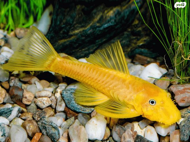 תמונת מודעה - חיות מחמד