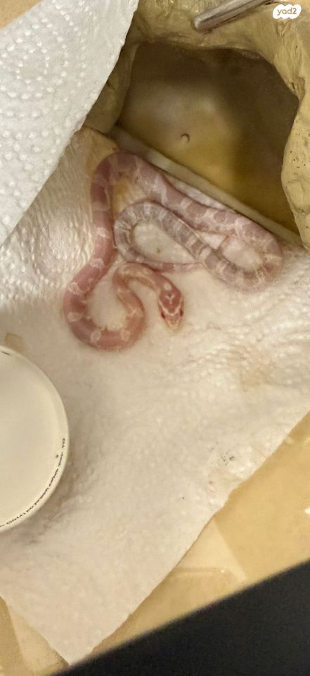 תמונת מודעה - חיות מחמד