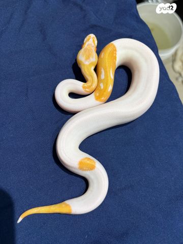 תמונת מודעה - חיות מחמד