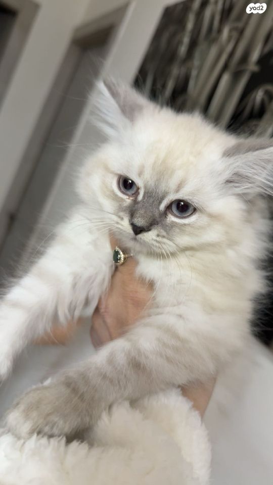 תמונת מודעה - חיות מחמד