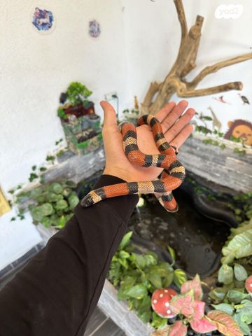 תמונת מודעה - חיות מחמד