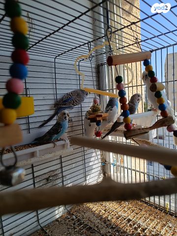 תמונת מודעה - חיות מחמד