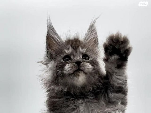 תמונת מודעה - חיות מחמד