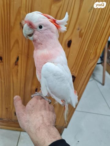 תמונת מודעה - חיות מחמד