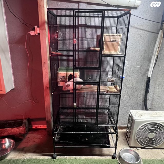 תמונת מודעה - חיות מחמד