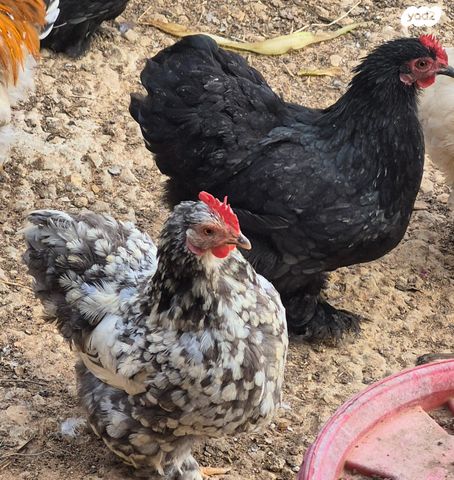 תמונת מודעה - חיות מחמד