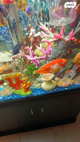 תמונת מודעה - חיות מחמד